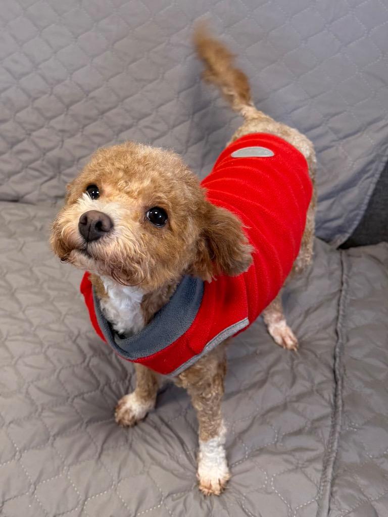 Enlarge Baby, a Adoptable mixed breed in Ferndale, NY image 1/1