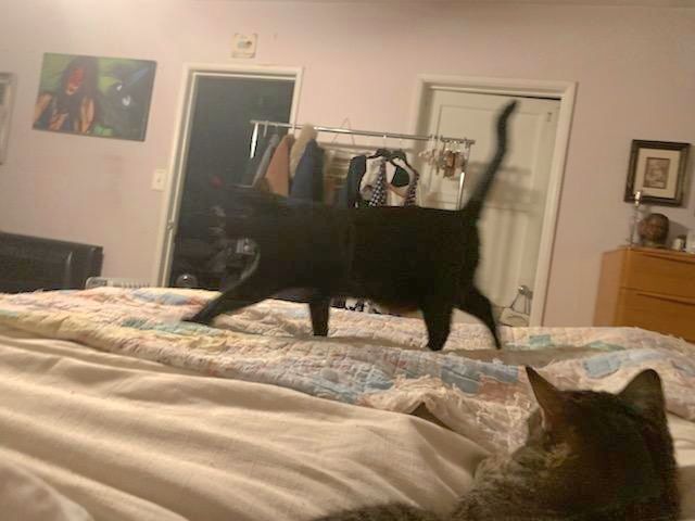 BB, Delilah and Ms. Taffy Meow!!, Young Female American Shorthair