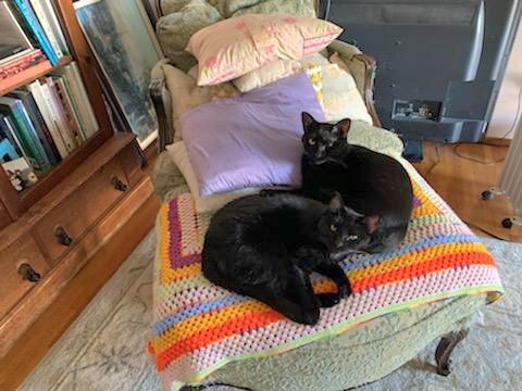 BB, Delilah and Ms. Taffy Meow!! photo 4