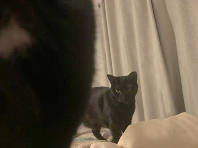 BB, Delilah and Ms. Taffy Meow!! photo 5