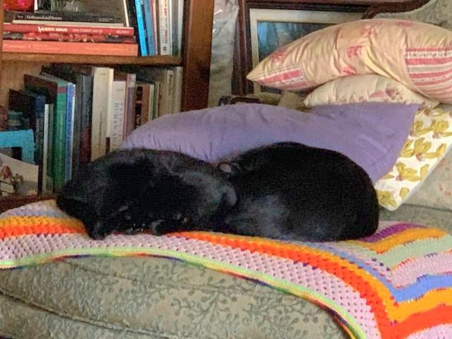 BB, Delilah and Ms. Taffy Meow!! photo 3