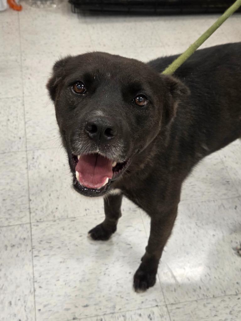 Enlarge Bear, a Adoptable mixed breed in Mustang, OK image 1/3
