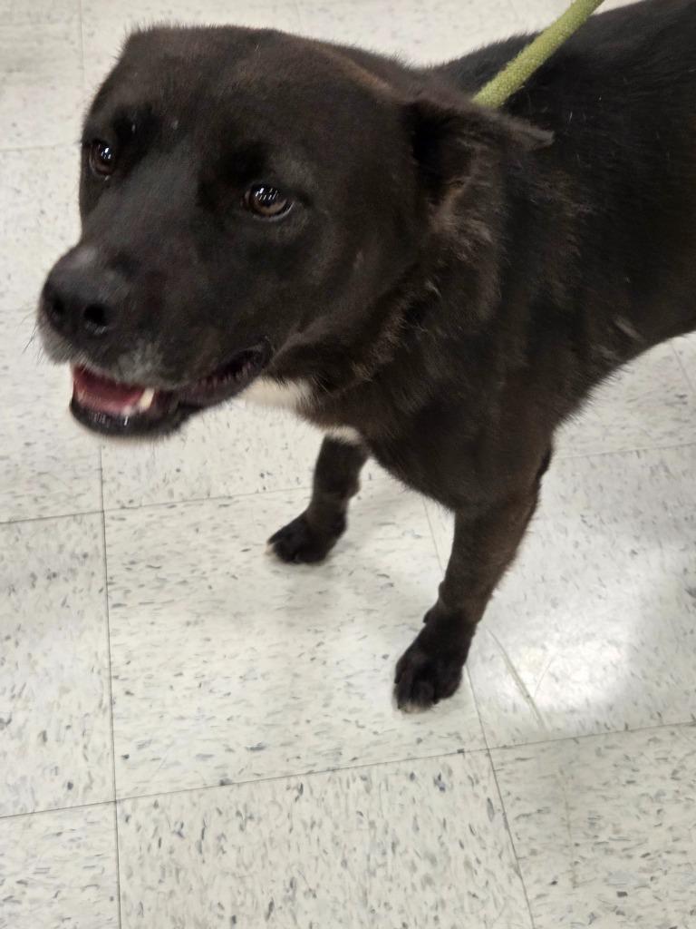 Enlarge Bear, a Adoptable mixed breed in Mustang, OK image 2/3