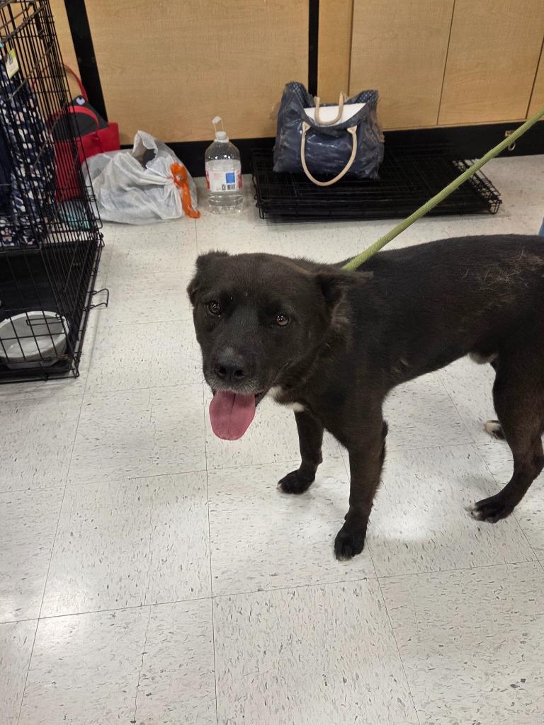 Enlarge Bear, a Adoptable mixed breed in Mustang, OK image 3/3