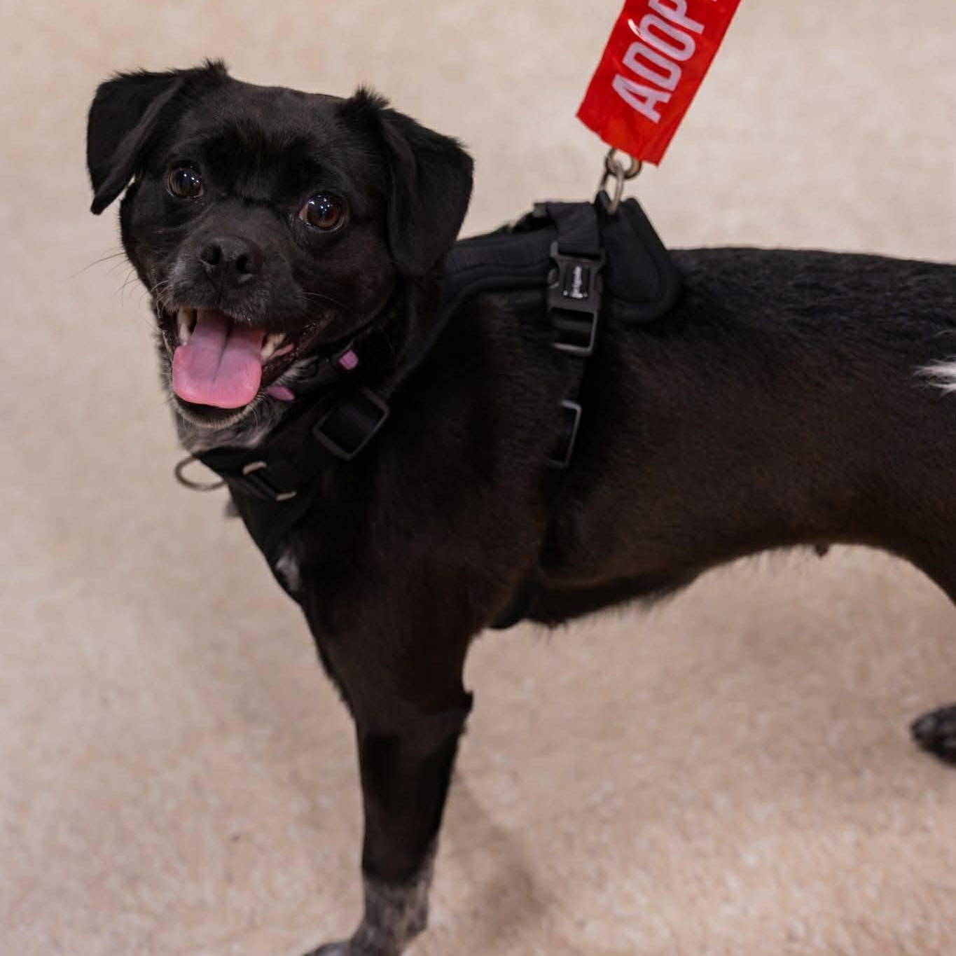 Ruby, adoptable, Adult Female Pug.