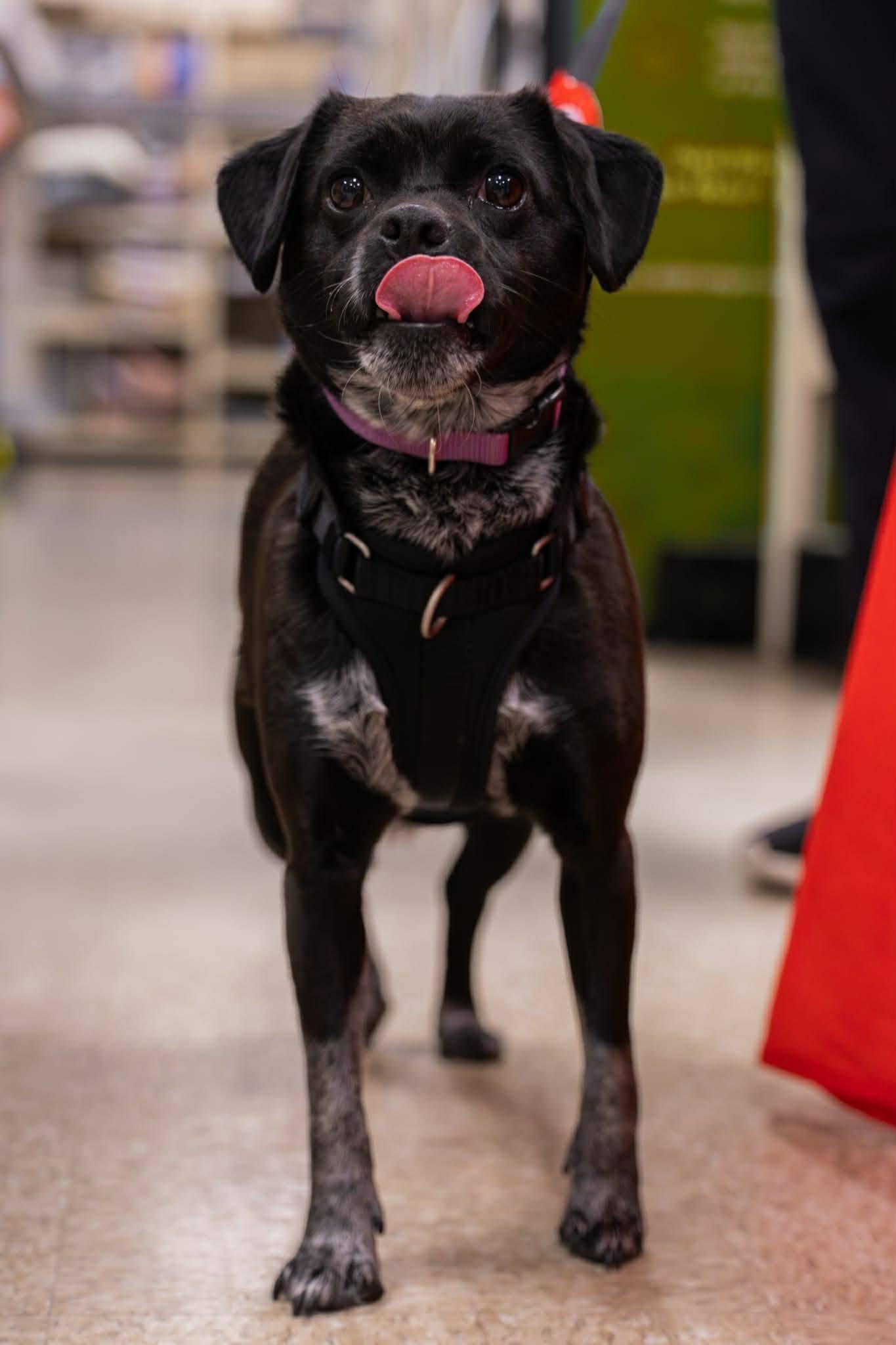 Ruby, an adoptable mixed breed in Woodstock, ON image 2/6