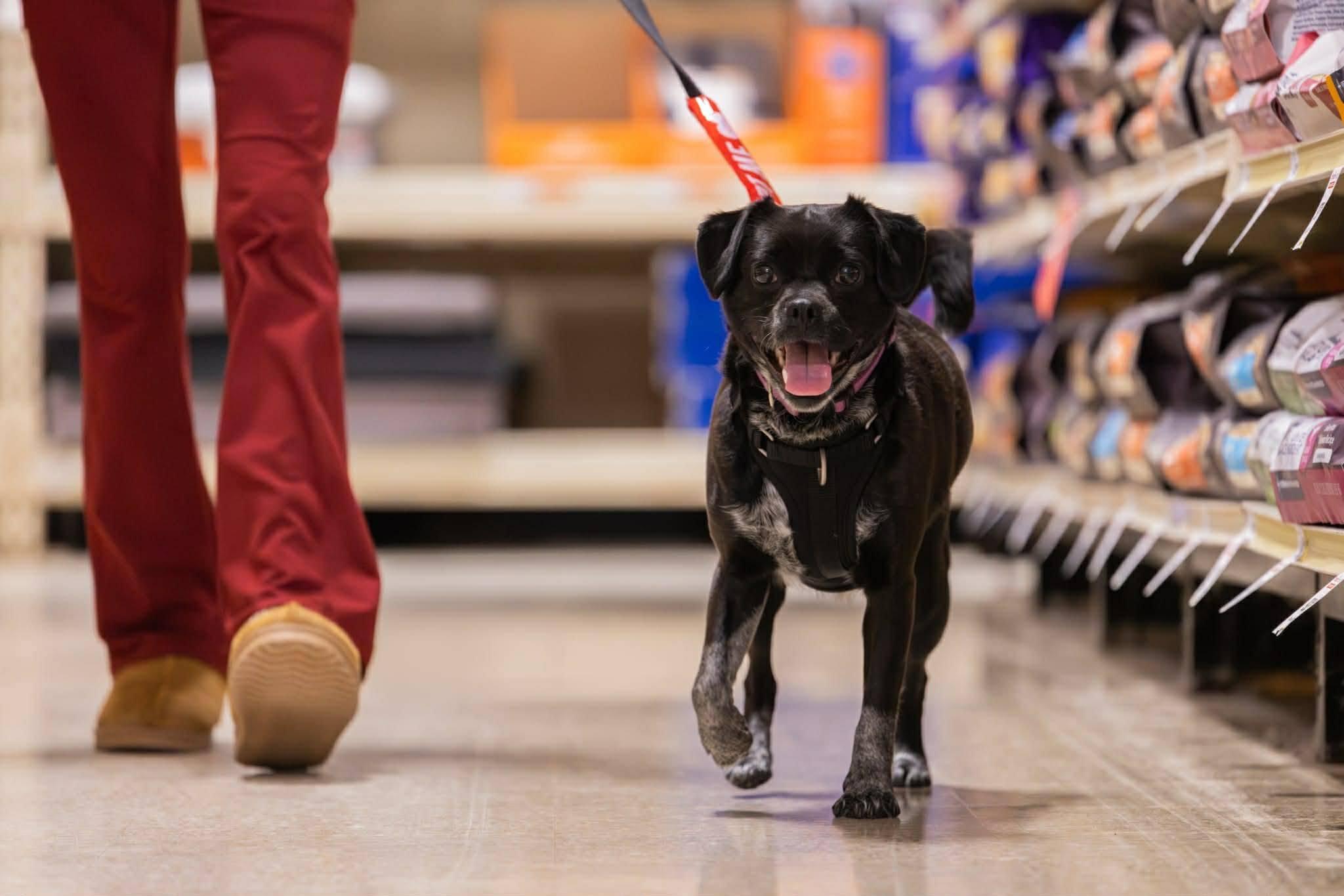 Ruby, an adoptable mixed breed in Woodstock, ON image 6/6