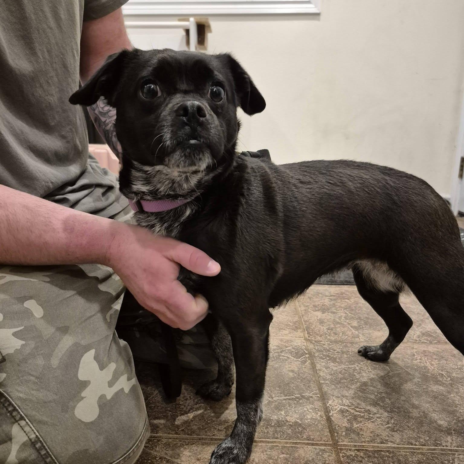 Ruby, adoptable, Adult Female Pug & Cockapoo.