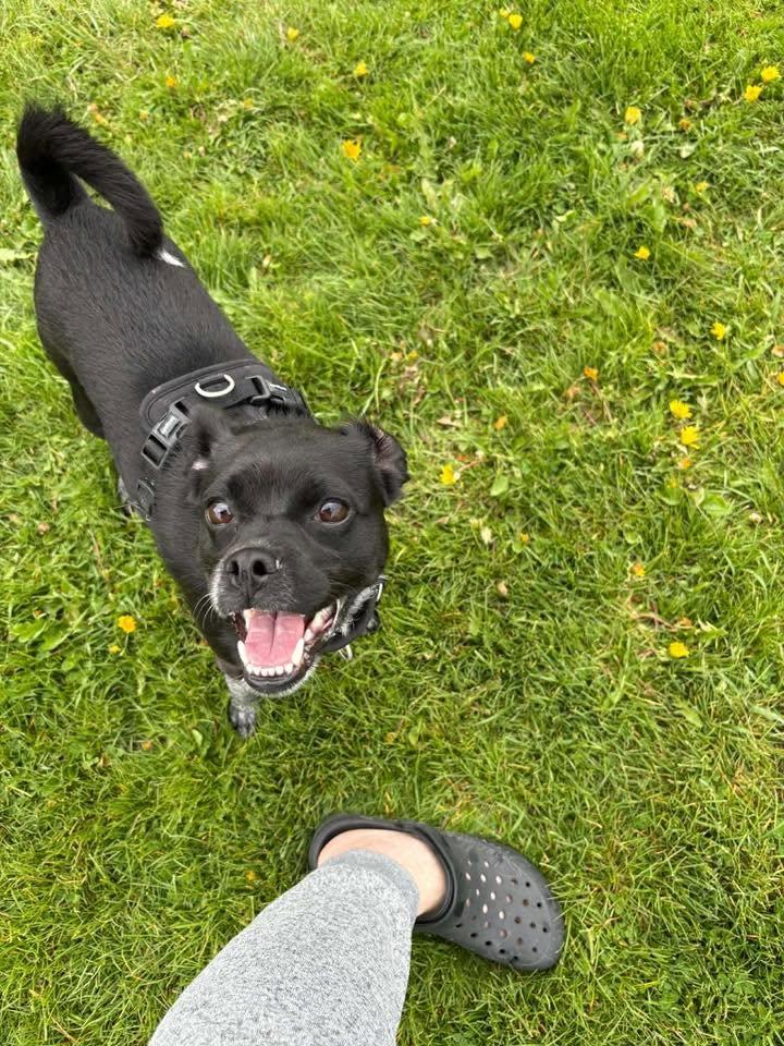 Ruby, an adoptable mixed breed in Woodstock, ON image 3/6
