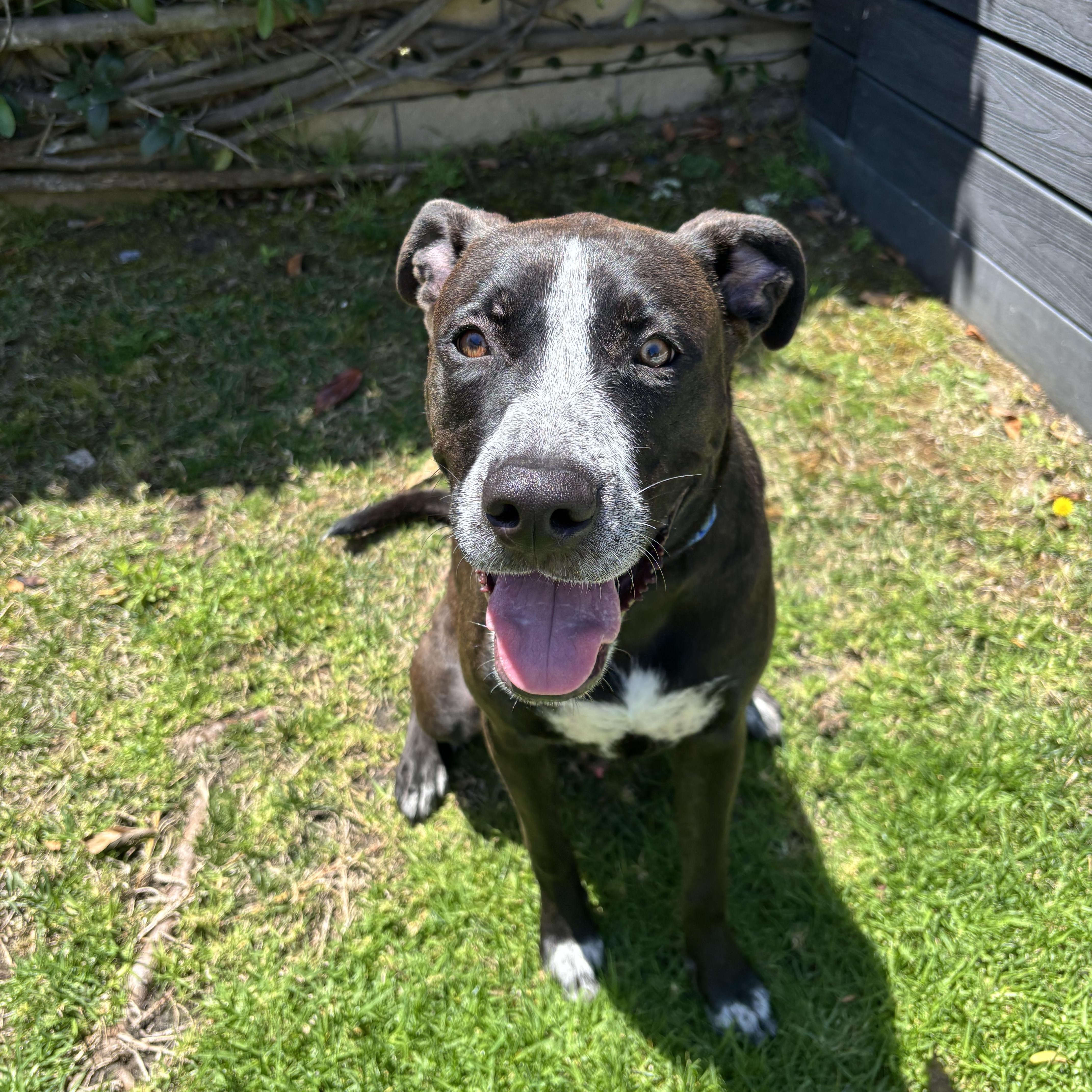 Rambo, Adoptable, Young Male Pit Bull Terrier.