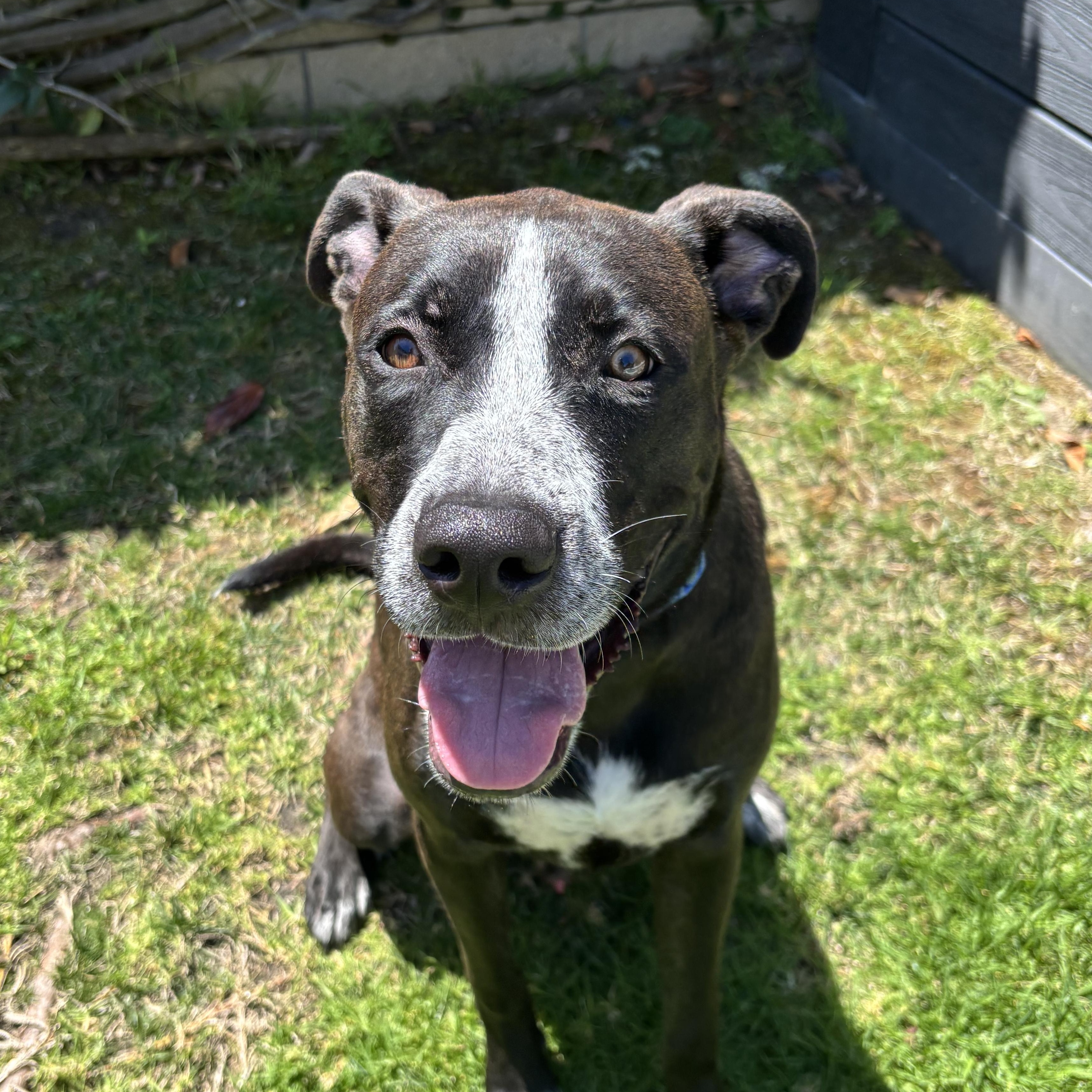 Enlarge Rambo, an adoptable mixed breed in Torrance, CA image 1/6