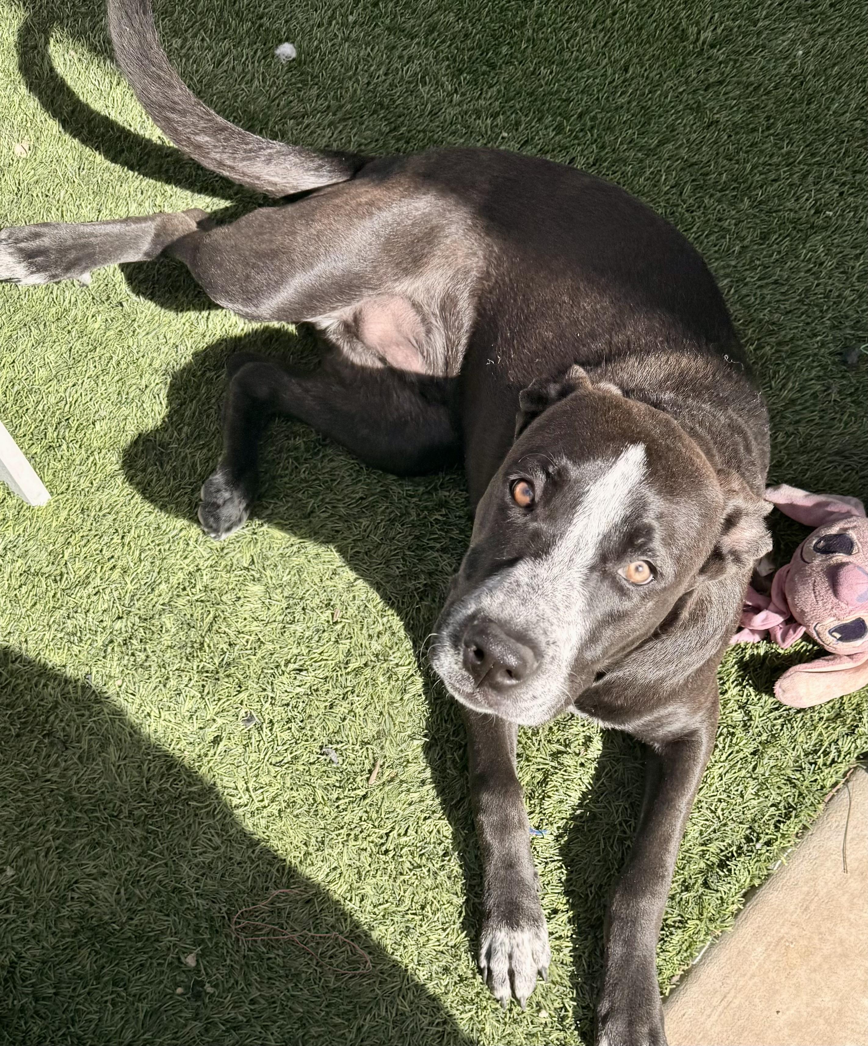 Enlarge Rambo, a Adoptable mixed breed in Torrance, CA image 4/6