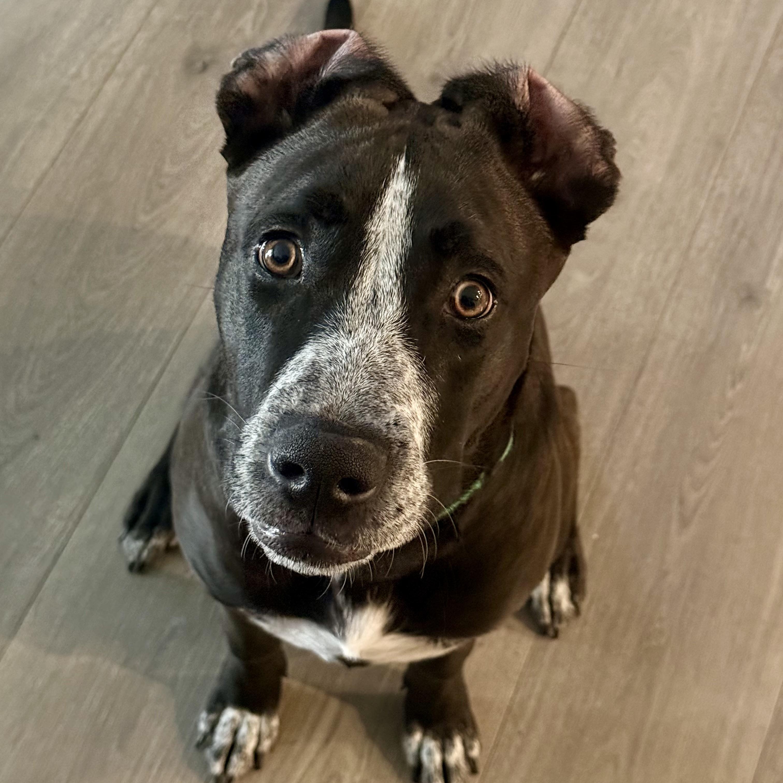 Enlarge Rambo, a Adoptable mixed breed in Torrance, CA image 3/6