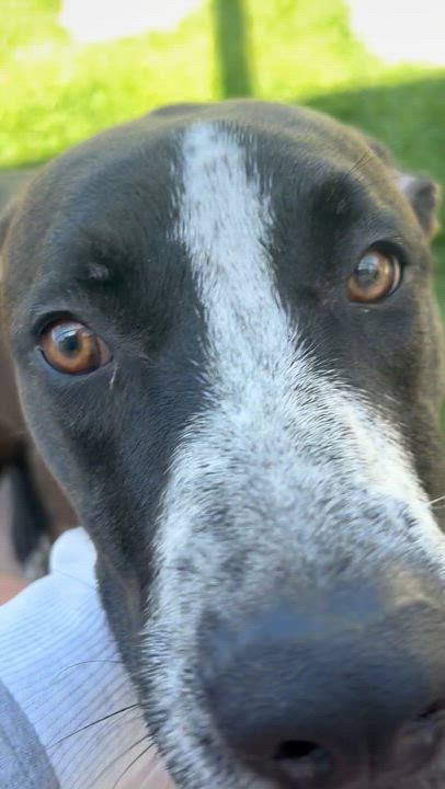 Enlarge Rambo, a Adoptable mixed breed in Torrance, CA video 2/6