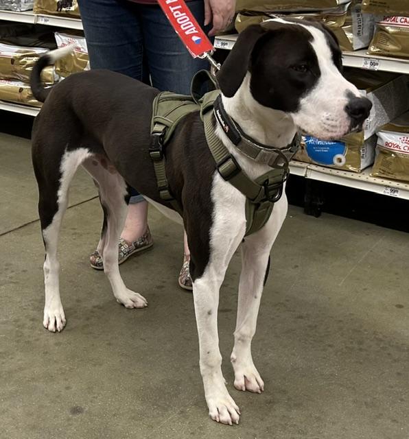 Gill, adoptable, Adult Male Great Dane & Pointer.