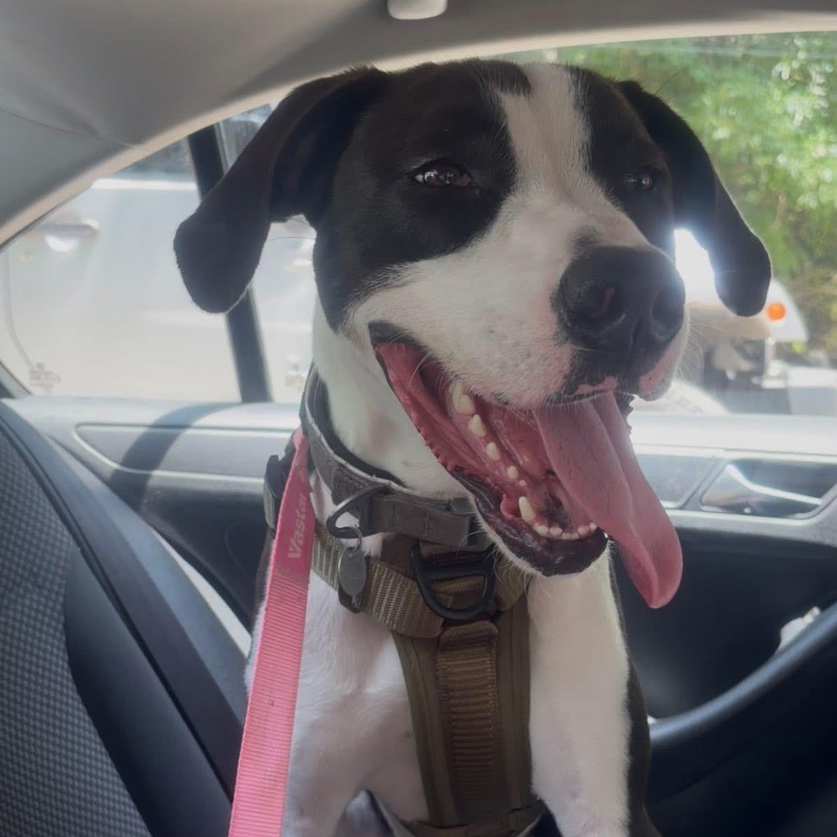Gill, an adoptable mixed breed in Irmo, SC image 2/3