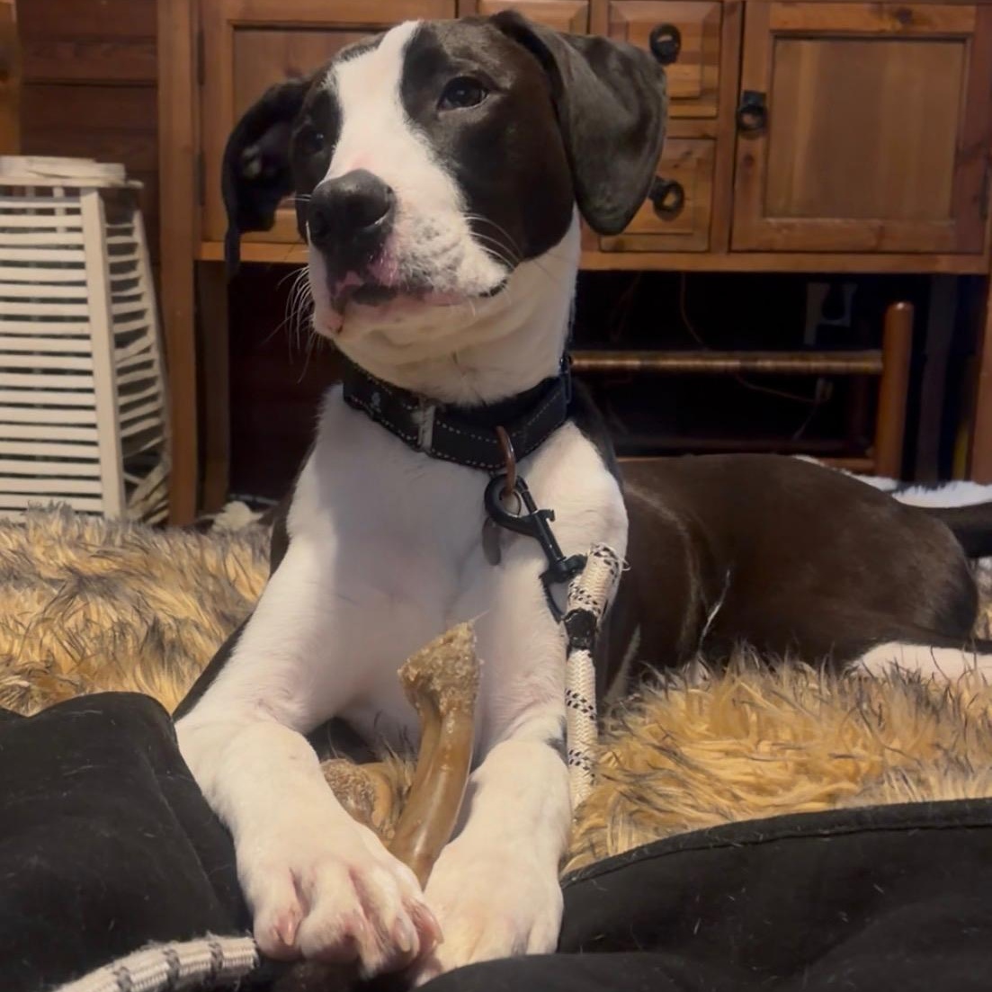 Gill, adoptable, Adult Male Great Dane & Pointer.
