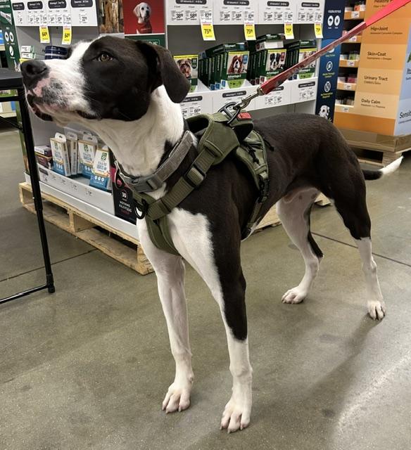 Gill, an adoptable mixed breed in Irmo, SC image 3/3