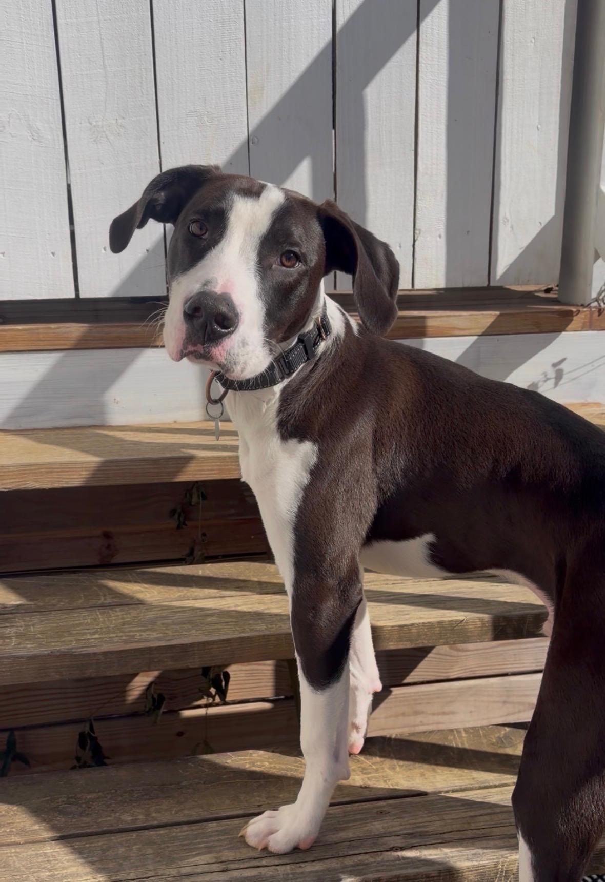 Gill, an adoptable mixed breed in Irmo, SC image 3/3