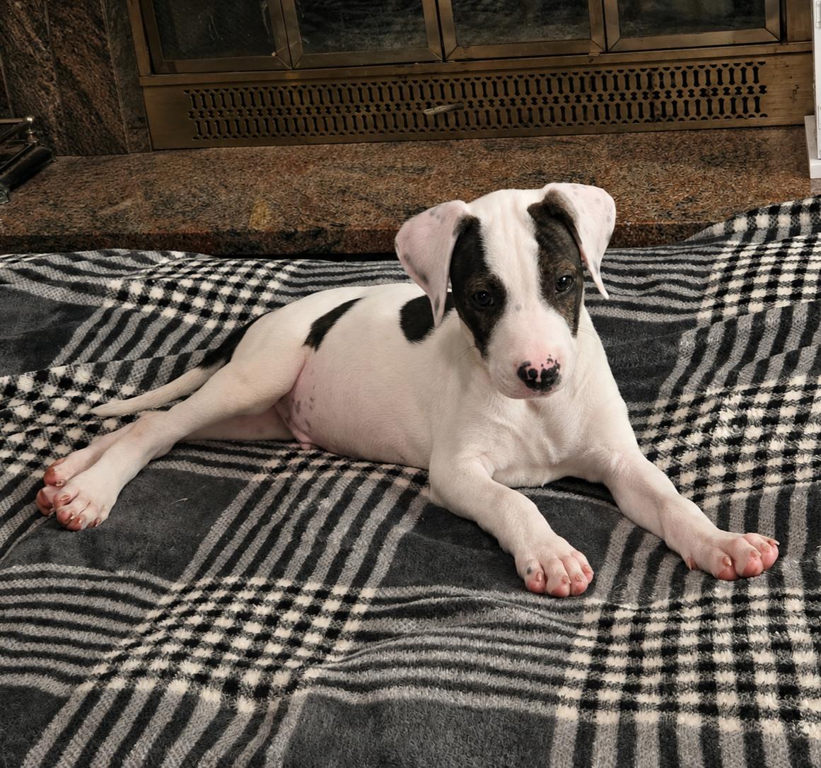 Enlarge Boss, a Adopted mixed breed in Shinnston, WV image 4/5