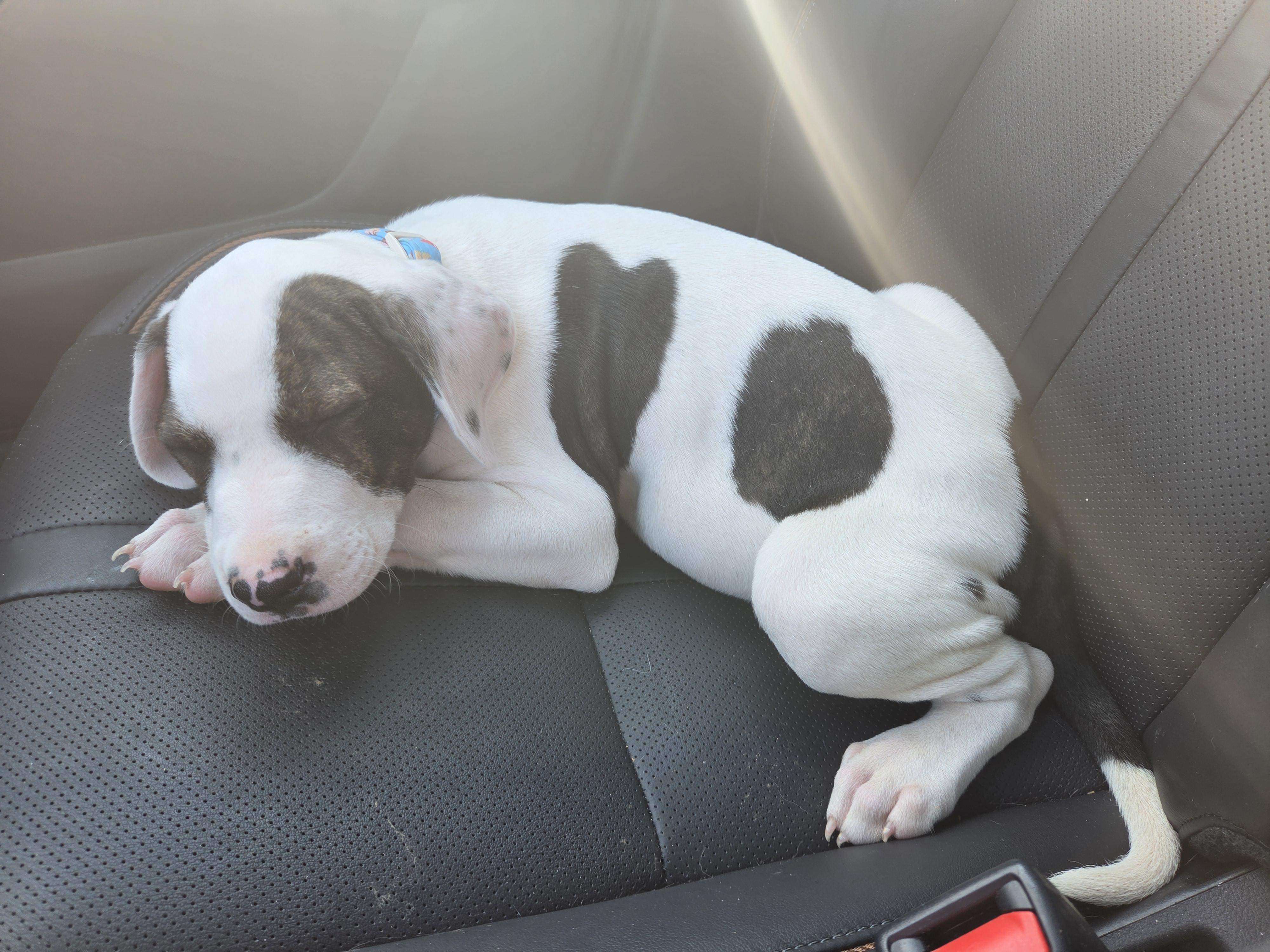 Enlarge Boss, a Adopted mixed breed in Shinnston, WV image 5/5