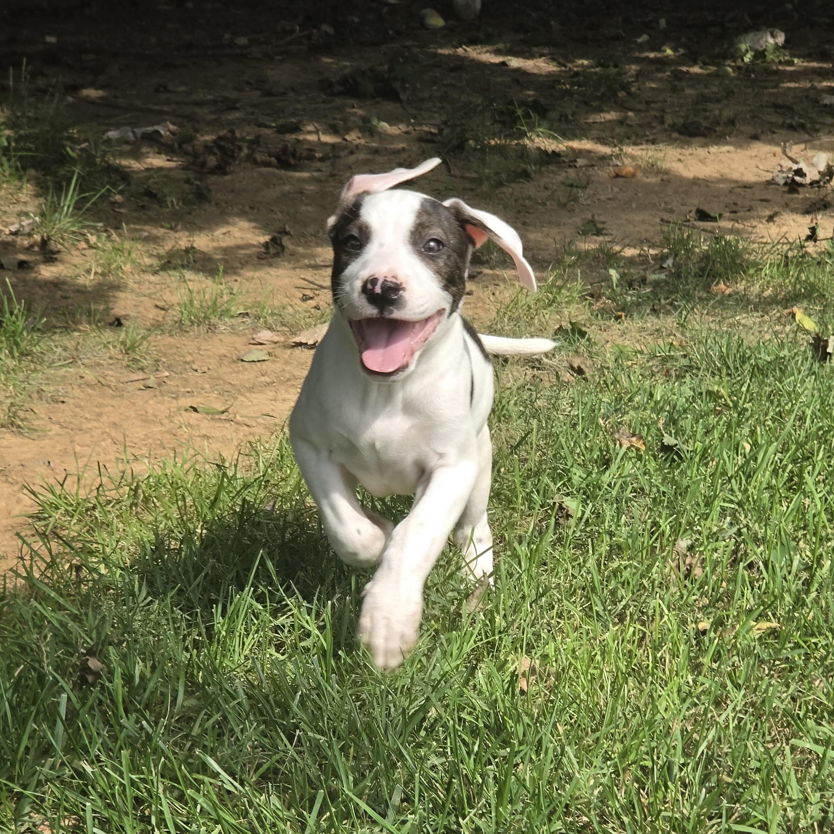 Enlarge Boss, a Adopted mixed breed in Shinnston, WV image 3/5