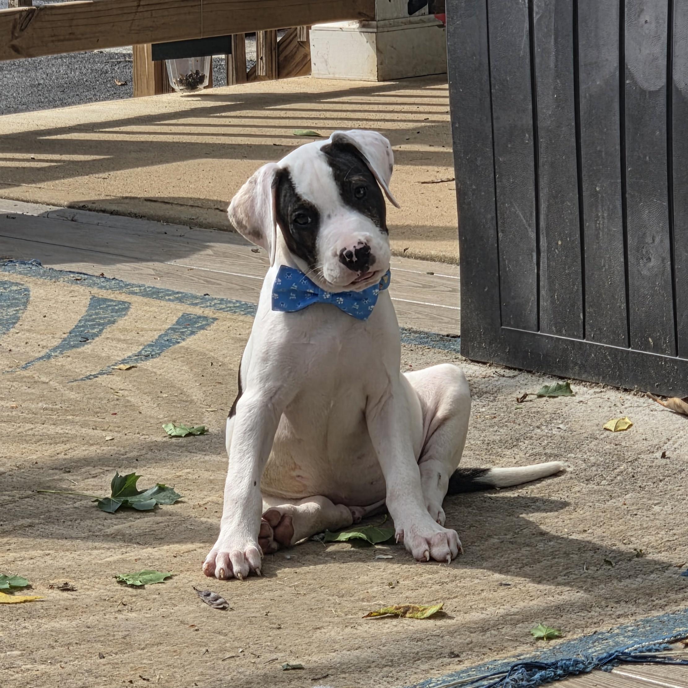Enlarge Boss, a Adopted mixed breed in Shinnston, WV image 2/5