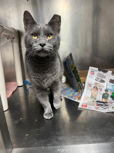 Nila-Adoptable, Adoptable, Young Female Domestic Short Hair.