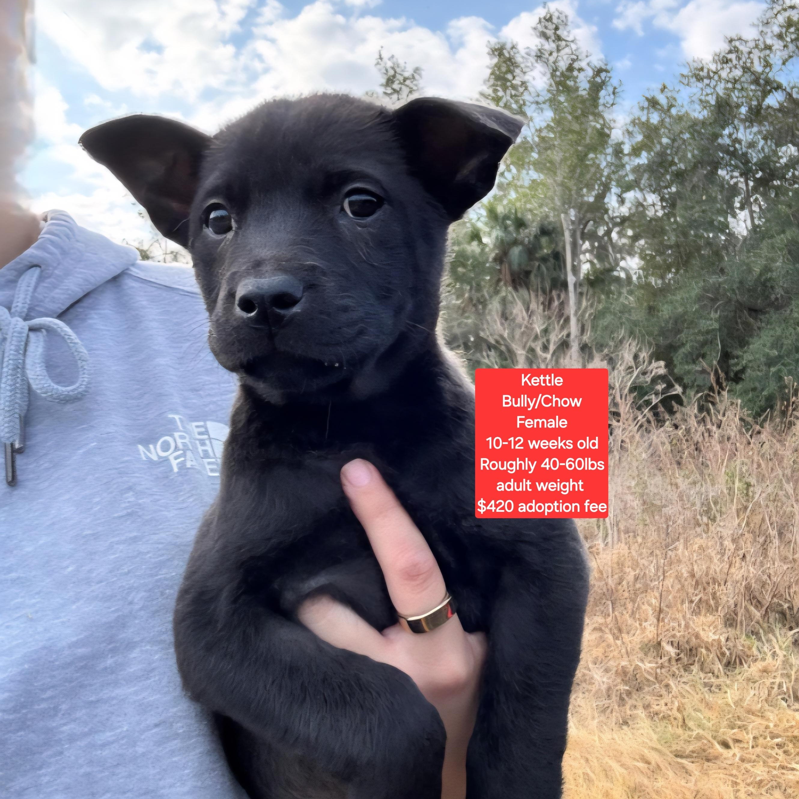 Kettle, ADOPTABLE, Puppy Female American Bully & Chow Chow.