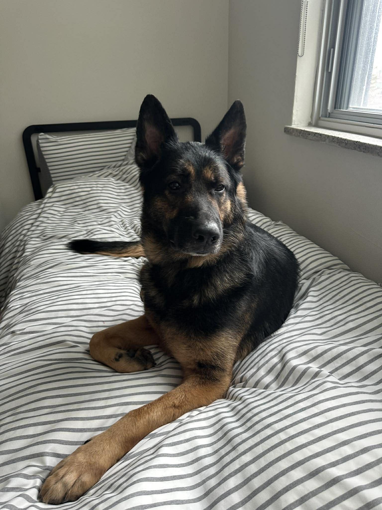 Dov, ADOPTABLE, Adult Male German Shepherd Dog.