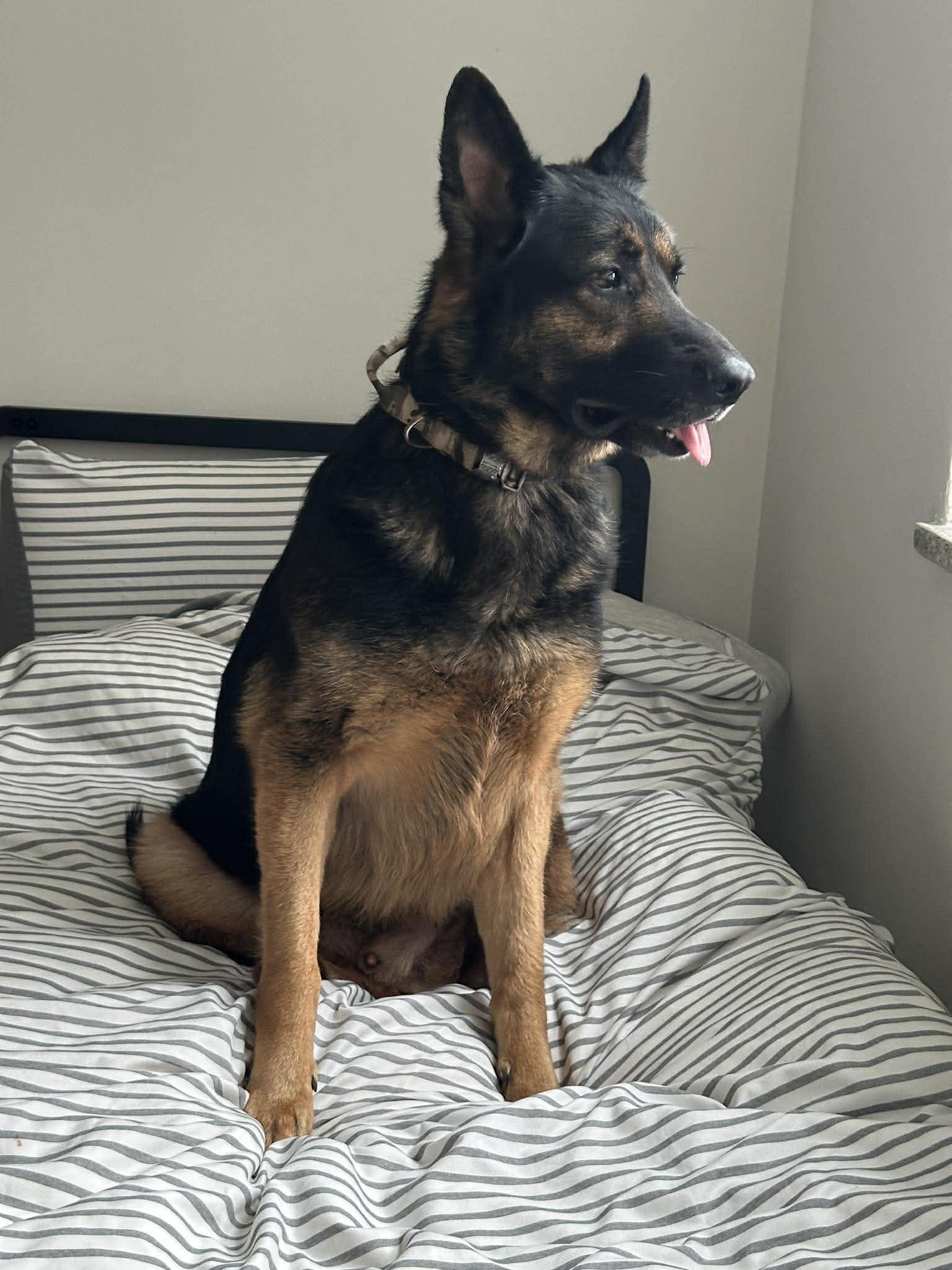 Enlarge Dov, a ADOPTABLE German Shepherd Dog in Toronto, ON image 4/4