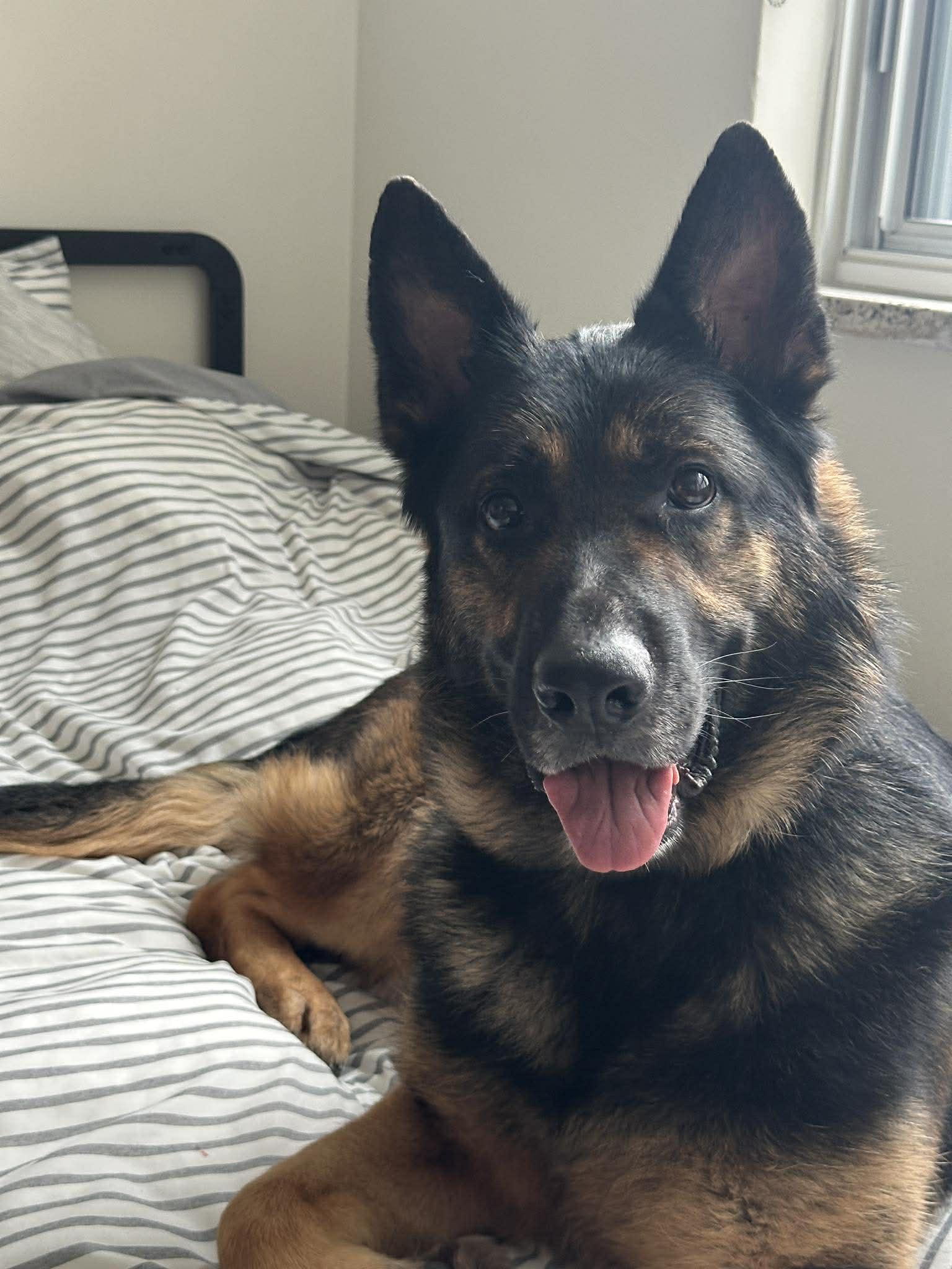 Enlarge Dov, a ADOPTABLE German Shepherd Dog in Toronto, ON image 2/4