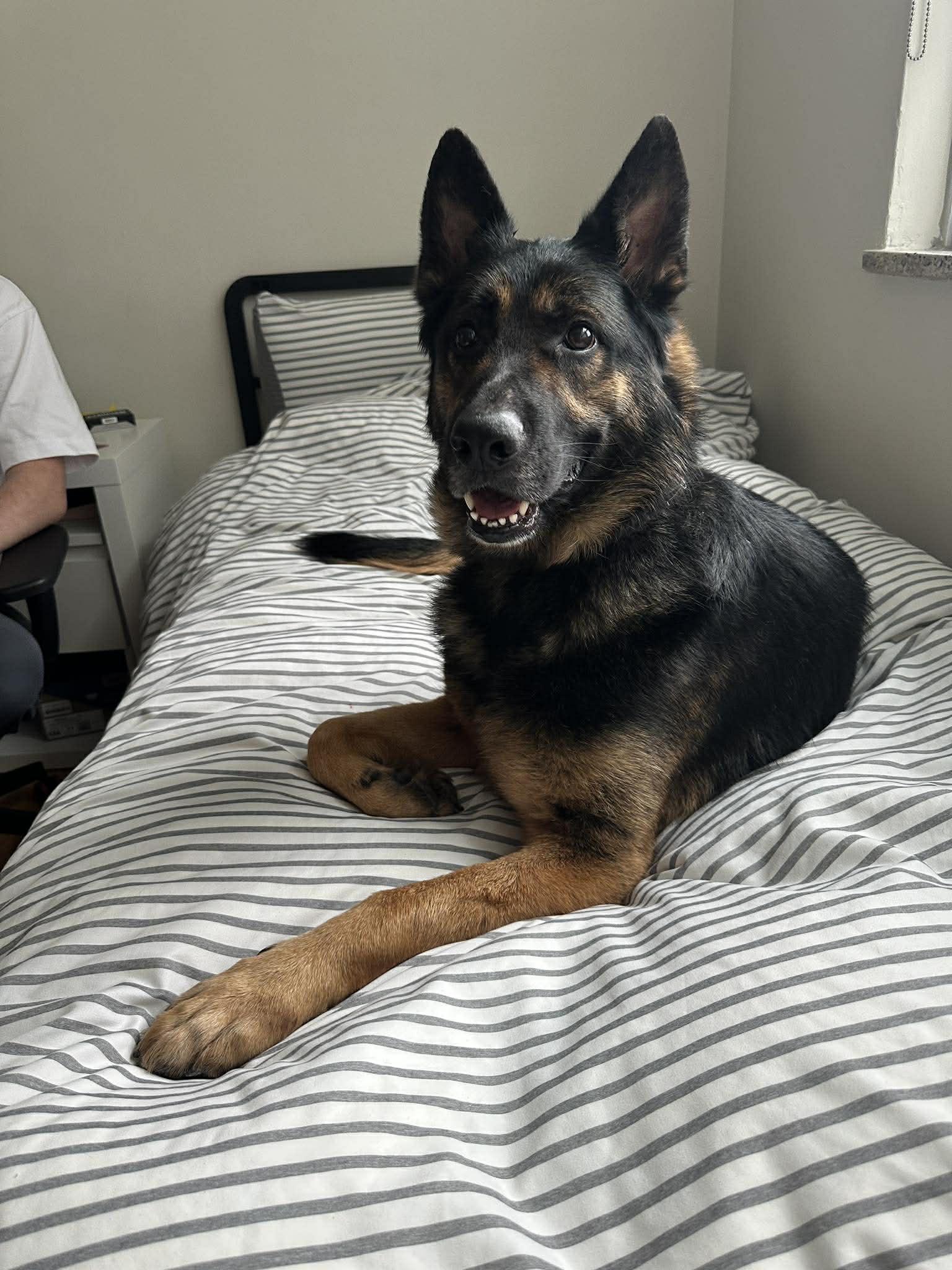 Enlarge Dov, a ADOPTABLE German Shepherd Dog in Toronto, ON image 3/4