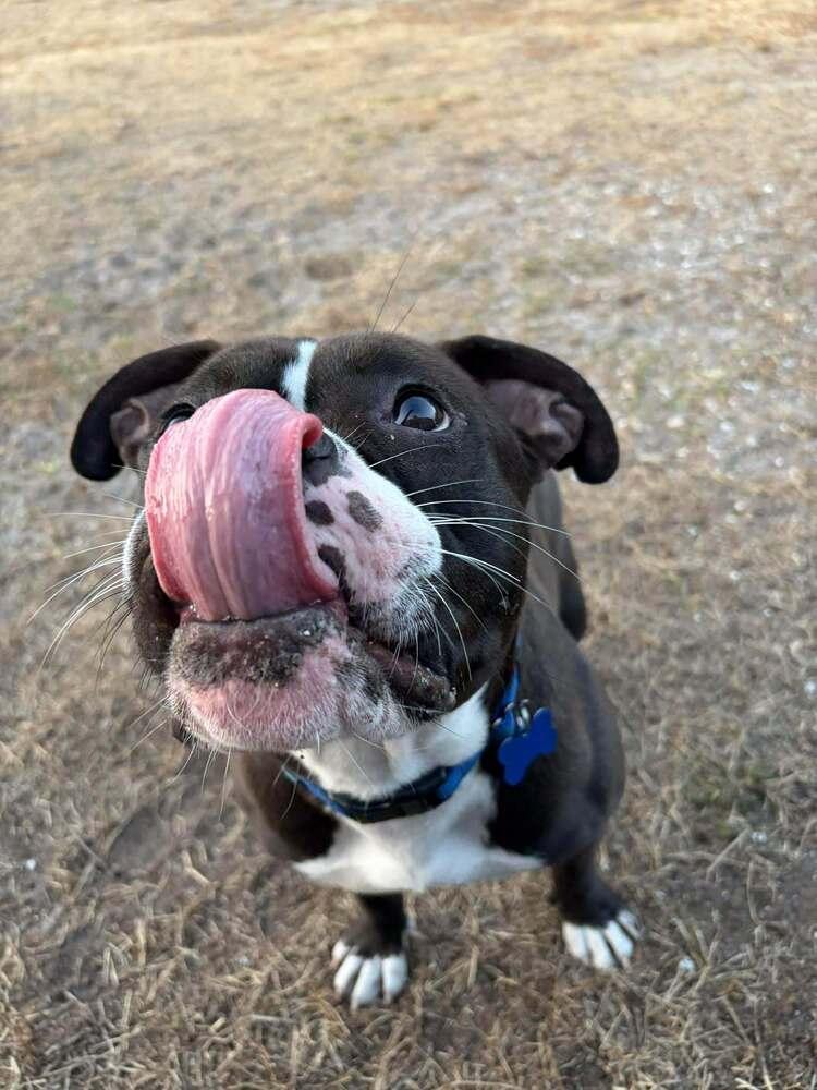 Valentine, Adoptable, Young Male American Bulldog & Terrier.