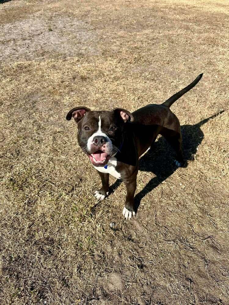 Enlarge Valentine, a Adoptable mixed breed in Seminole, FL image 2/6