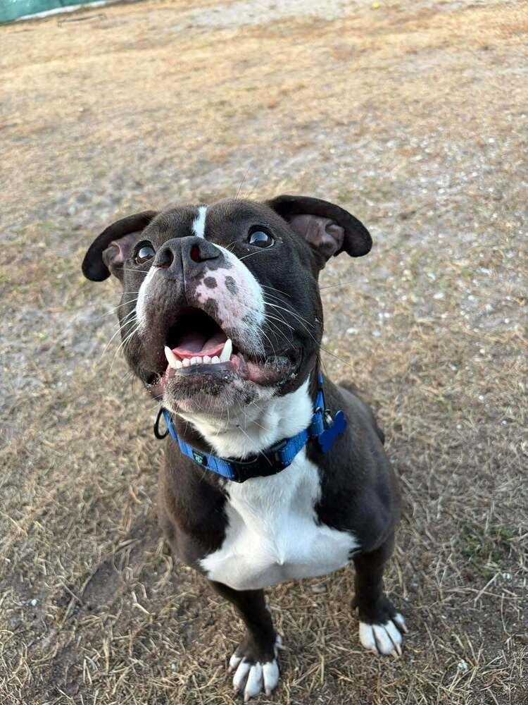 Enlarge Valentine, a Adoptable mixed breed in Seminole, FL image 3/6