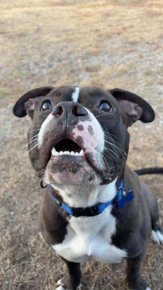 Enlarge Valentine, a Adoptable mixed breed in Seminole, FL image 5/6