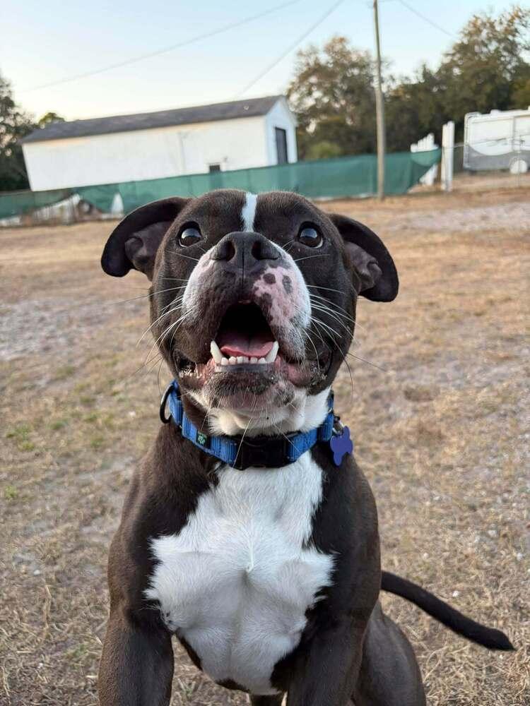 Enlarge Valentine, a Adoptable mixed breed in Seminole, FL image 6/6