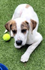 Bubby, a ADOPTABLE mixed breed in Commerce, TX image 2/2