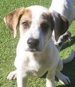 Bubby, a ADOPTABLE mixed breed in Commerce, TX image 1/2