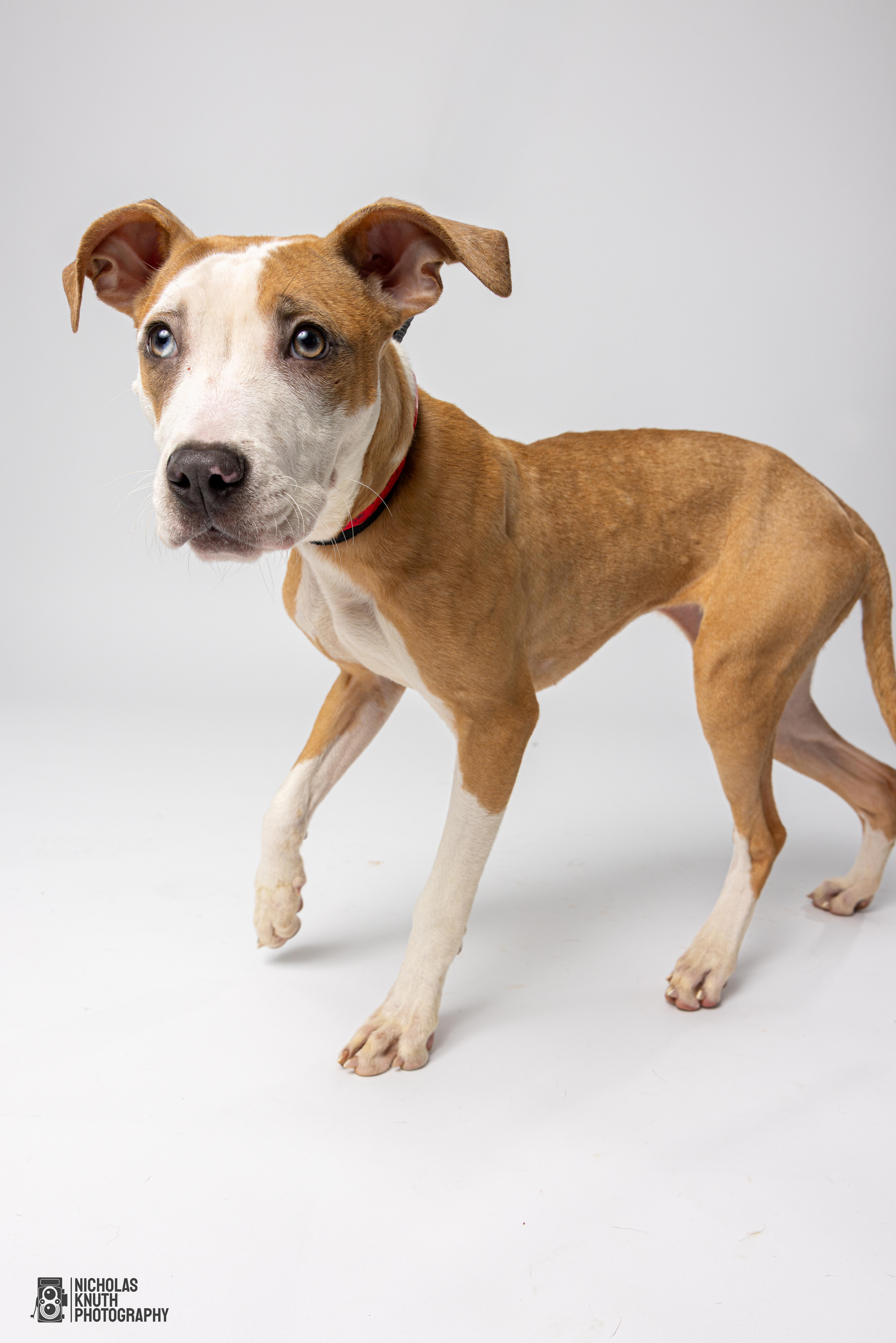 Lolly, an adoptable Whippet, Mountain Cur in Palatine, IL, 60067 | Photo Image 6