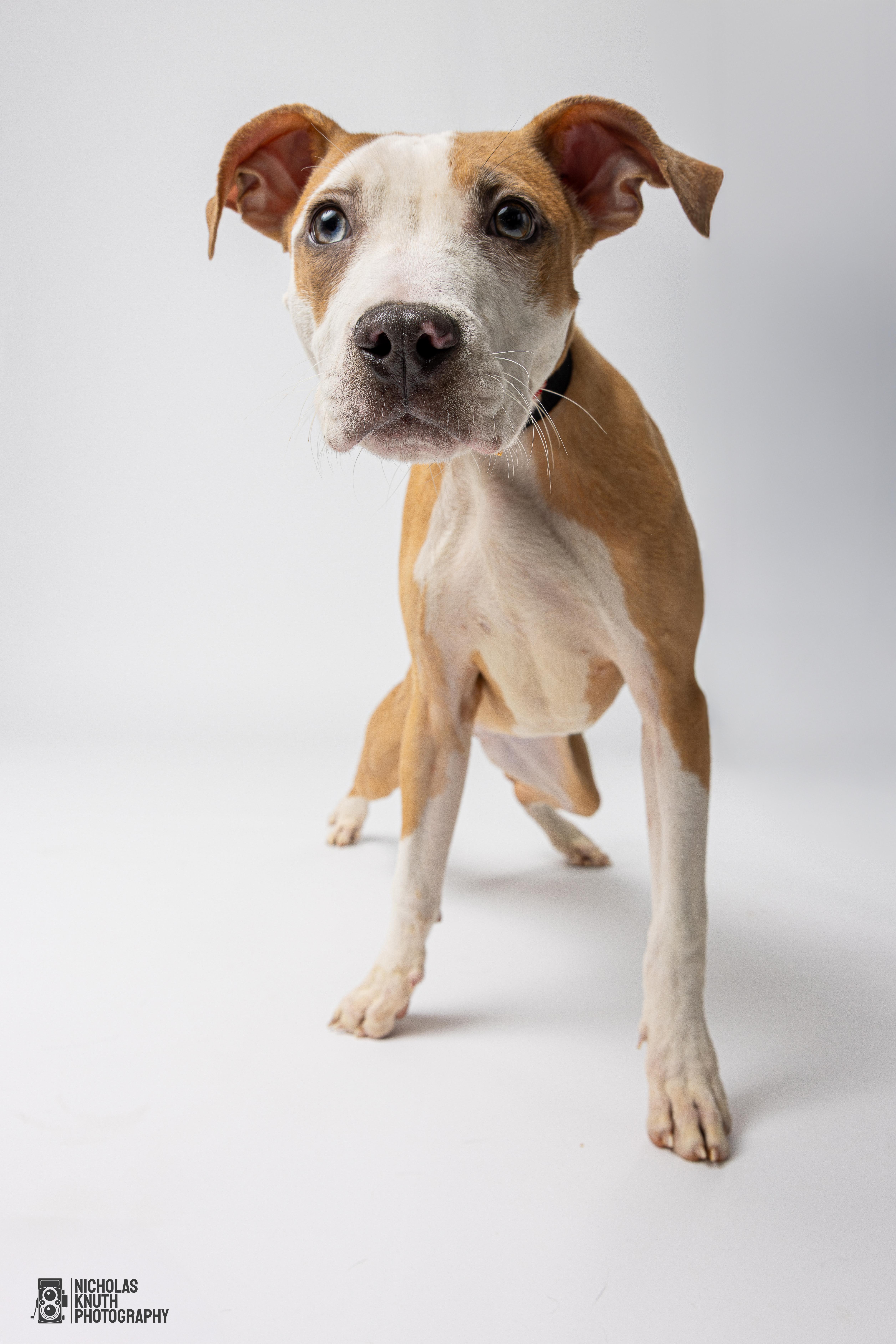 Lolly, an adoptable Whippet, Mountain Cur in Palatine, IL, 60067 | Photo Image 4