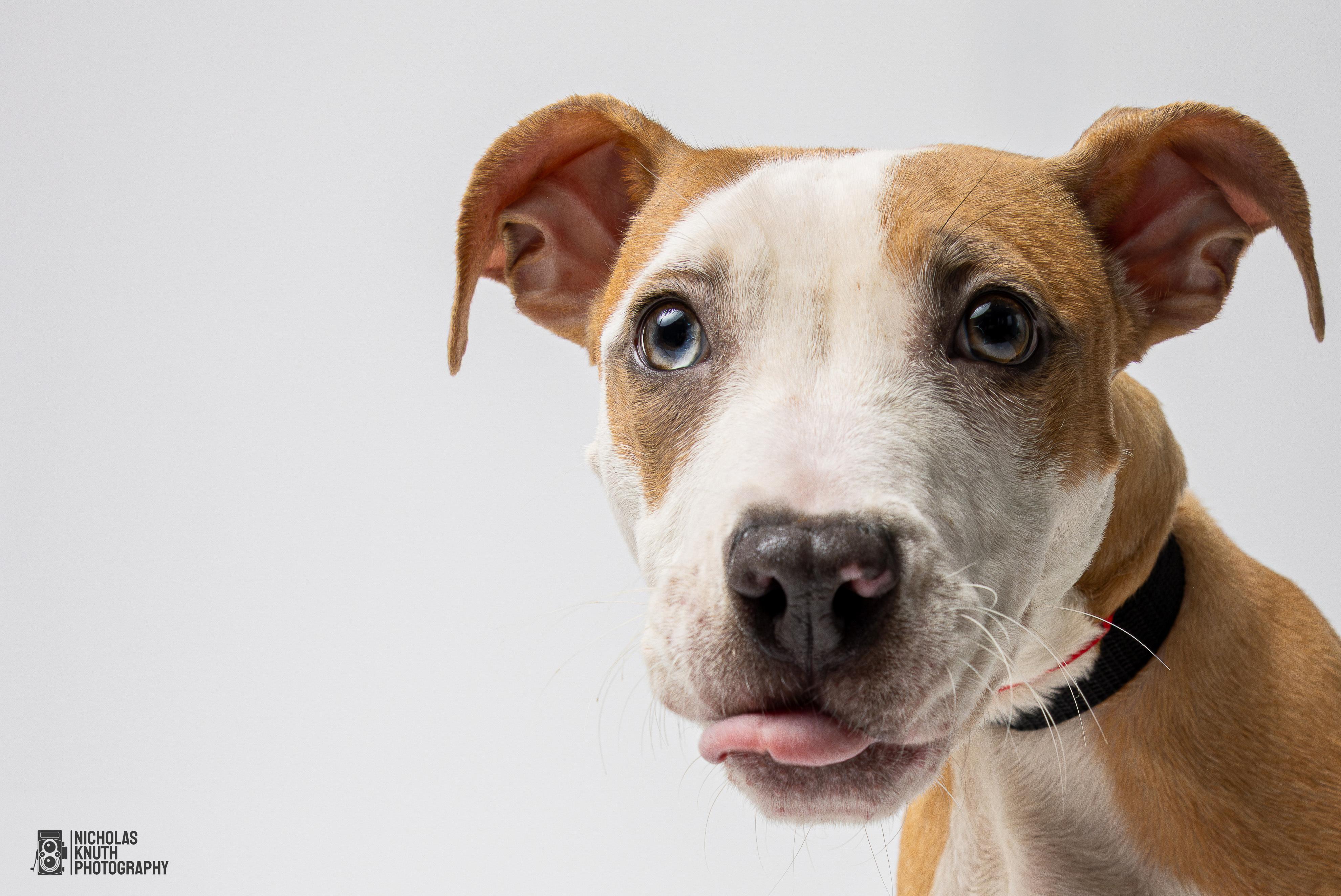 Lolly, an adoptable Whippet, Mountain Cur in Palatine, IL, 60067 | Photo Image 2