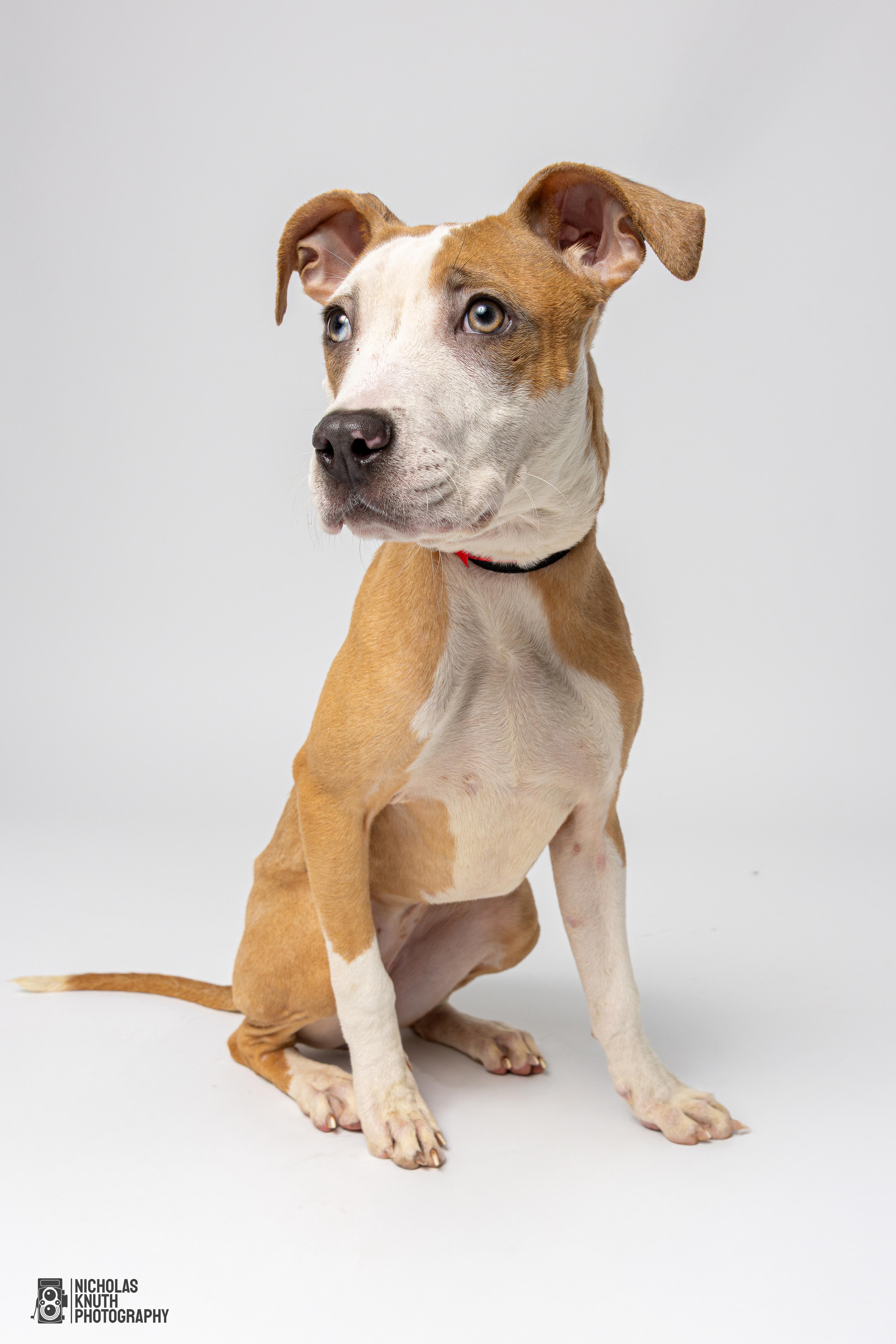Lolly, an adoptable Whippet, Mountain Cur in Palatine, IL, 60067 | Photo Image 5