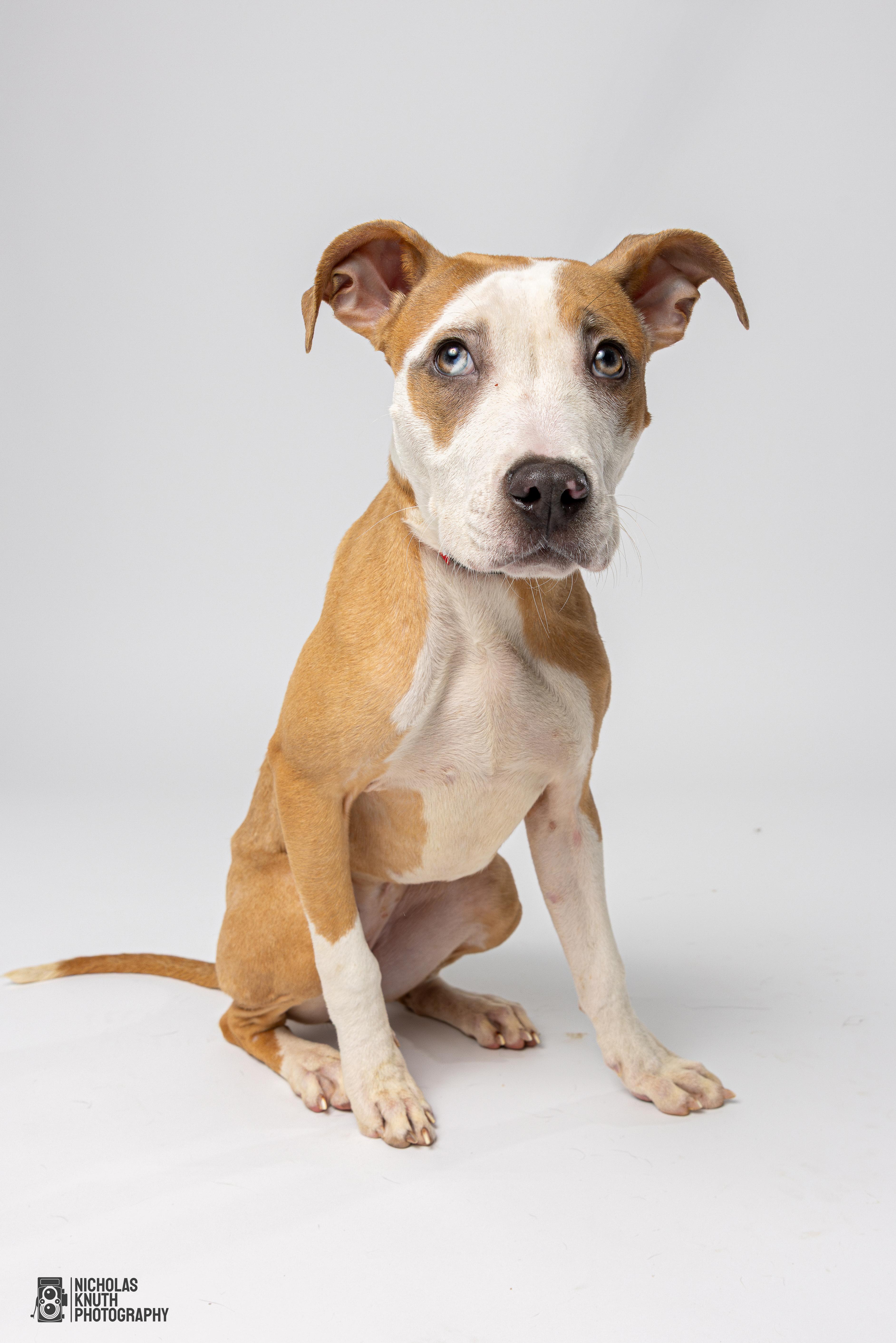 Lolly, an adoptable Whippet, Mountain Cur in Palatine, IL, 60067 | Photo Image 3