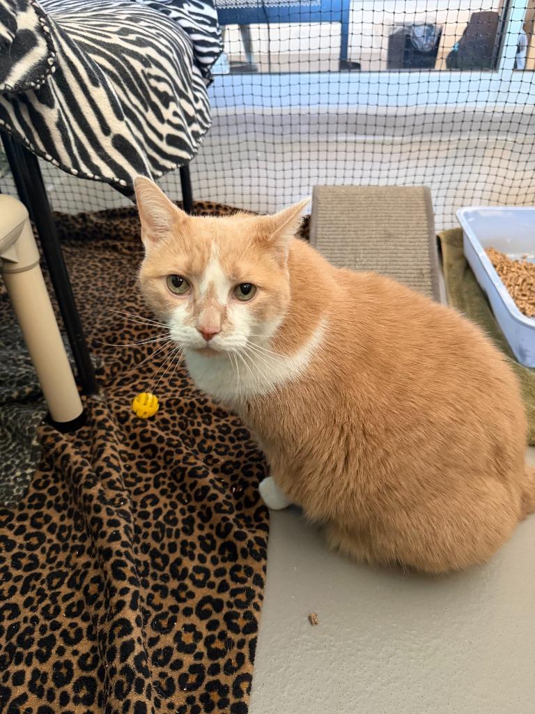 Cookie, Adoptable, Senior Male Domestic Short Hair.