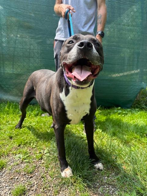 Enlarge Jax, a Adoptable mixed breed in Pomona, NY image 1/5