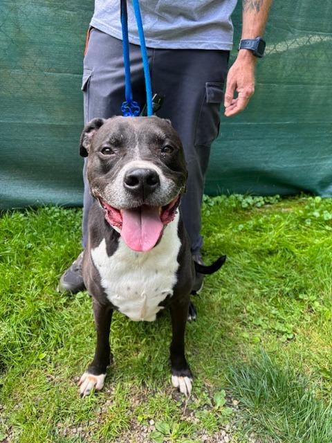 Enlarge Jax, a Adoptable mixed breed in Pomona, NY image 2/5