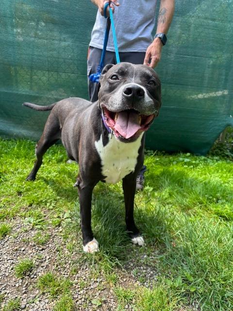 Enlarge Jax, a Adoptable mixed breed in Pomona, NY image 3/5
