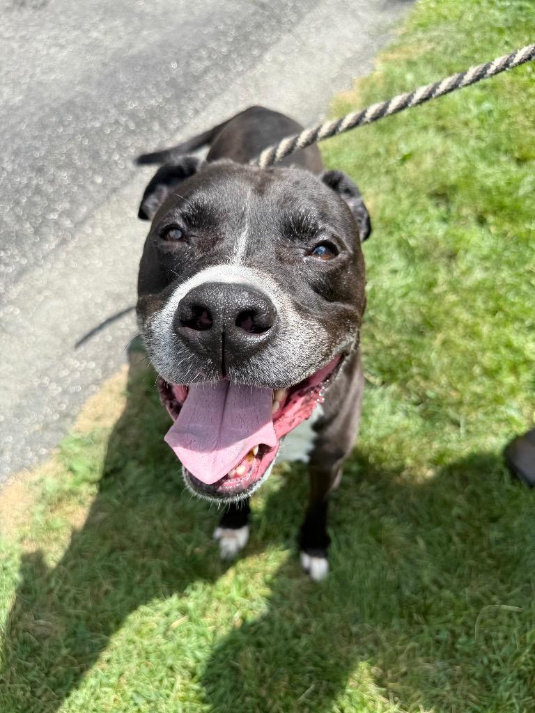 Enlarge Jax, a Adoptable mixed breed in Pomona, NY image 4/5